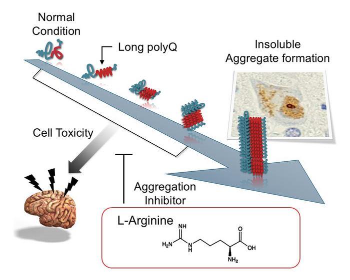 New drug candidate for spinocerebellar ataxia -- Niigata University