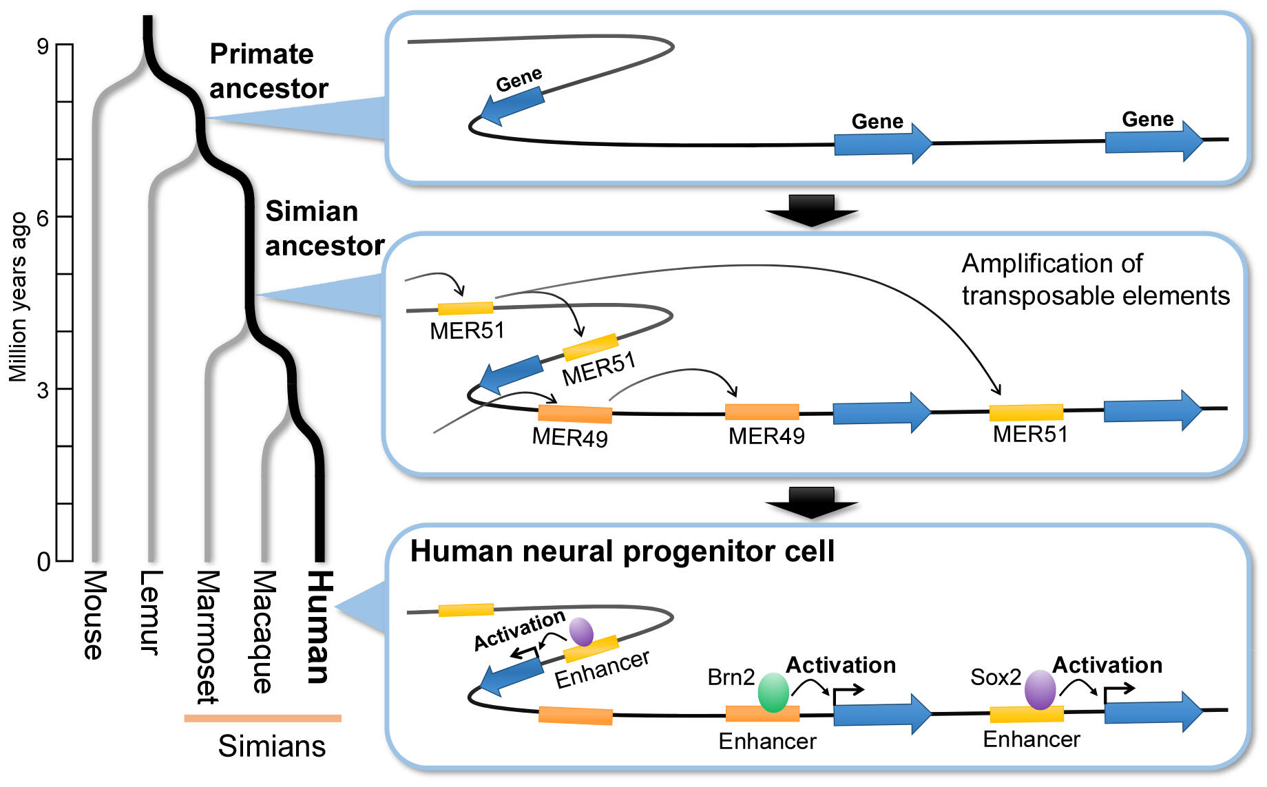 'Mobile' DNA elements may have expanded gene regulatory networks in brain development