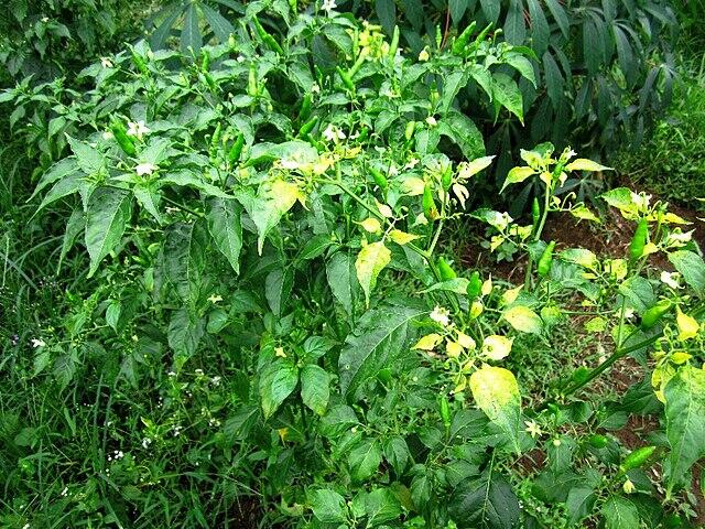 A Goldilocks Genetic Strategy to Combat Tomato Yellow Leaf Curl Disease｜DNA Science