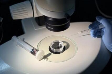 Lab Glassware Threatens IVF Embryo Development | Science Blog