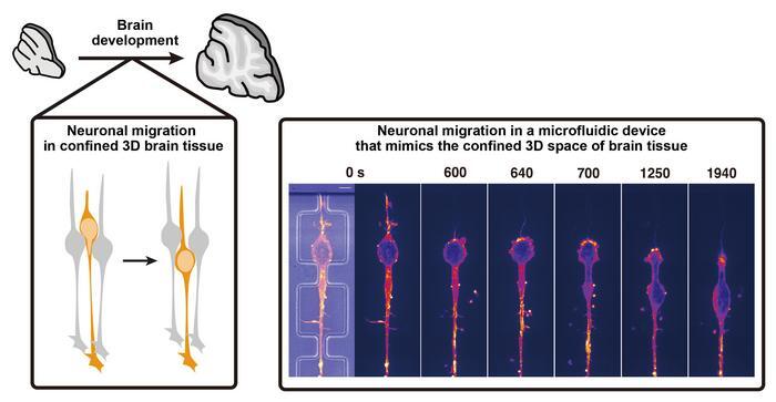 Navigating the Maze: Insights into Neuronal Migration Through Dense Brain Tissue | Bioengineer.org