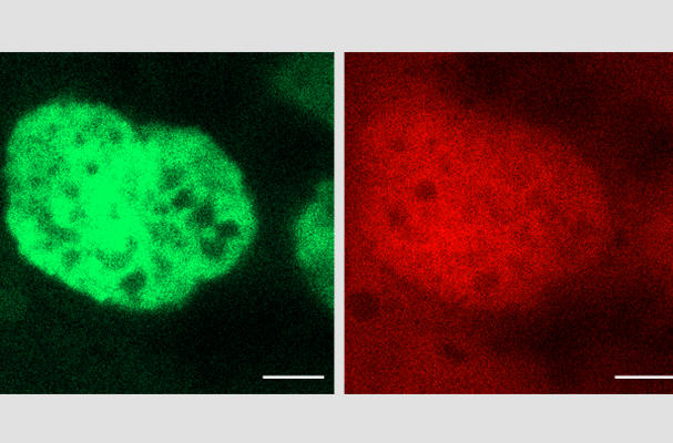 Chromatin Accessibility Impacts Transcriptional Reprogramming in Oocytes (Source: Cell Report)