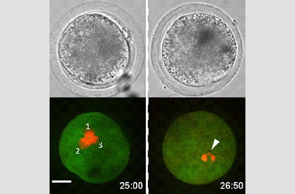 Live-cell imaging of nuclear-chromosomal dynamics in bovine in vitro fertilised embryos (Source: Scientific Reports)