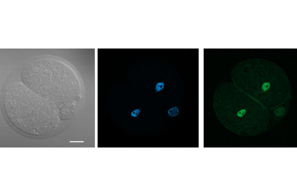 A Transient Pool of Nuclear F-actin at Mitotic Exit Ccontrols Chromatin Organization (Source: Nature Cell Biology)