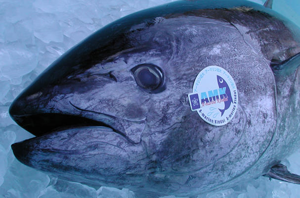 Fully Farmed Japanese Tuna Heading to Overseas Markets (Source: Nikkei Asian Review)