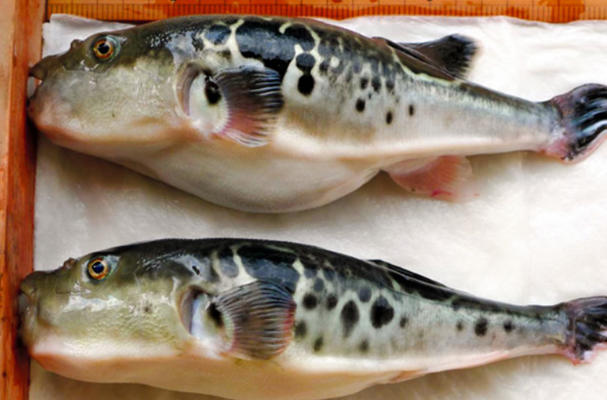 Genome-edited Pufferfish Can Grow Bigger and Faster (Source: The Asahi Shimbun)