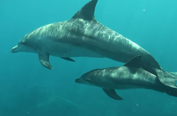 Dolphin displays willingness to help others, researchers say(Source:The Asahi Shimbun)
