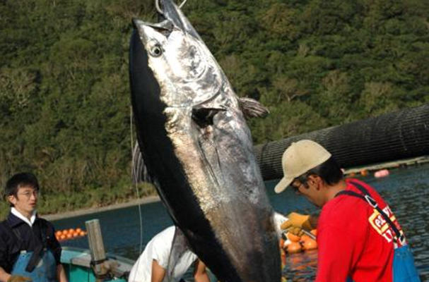 The World's First Farm-raised Bluefin Tuna