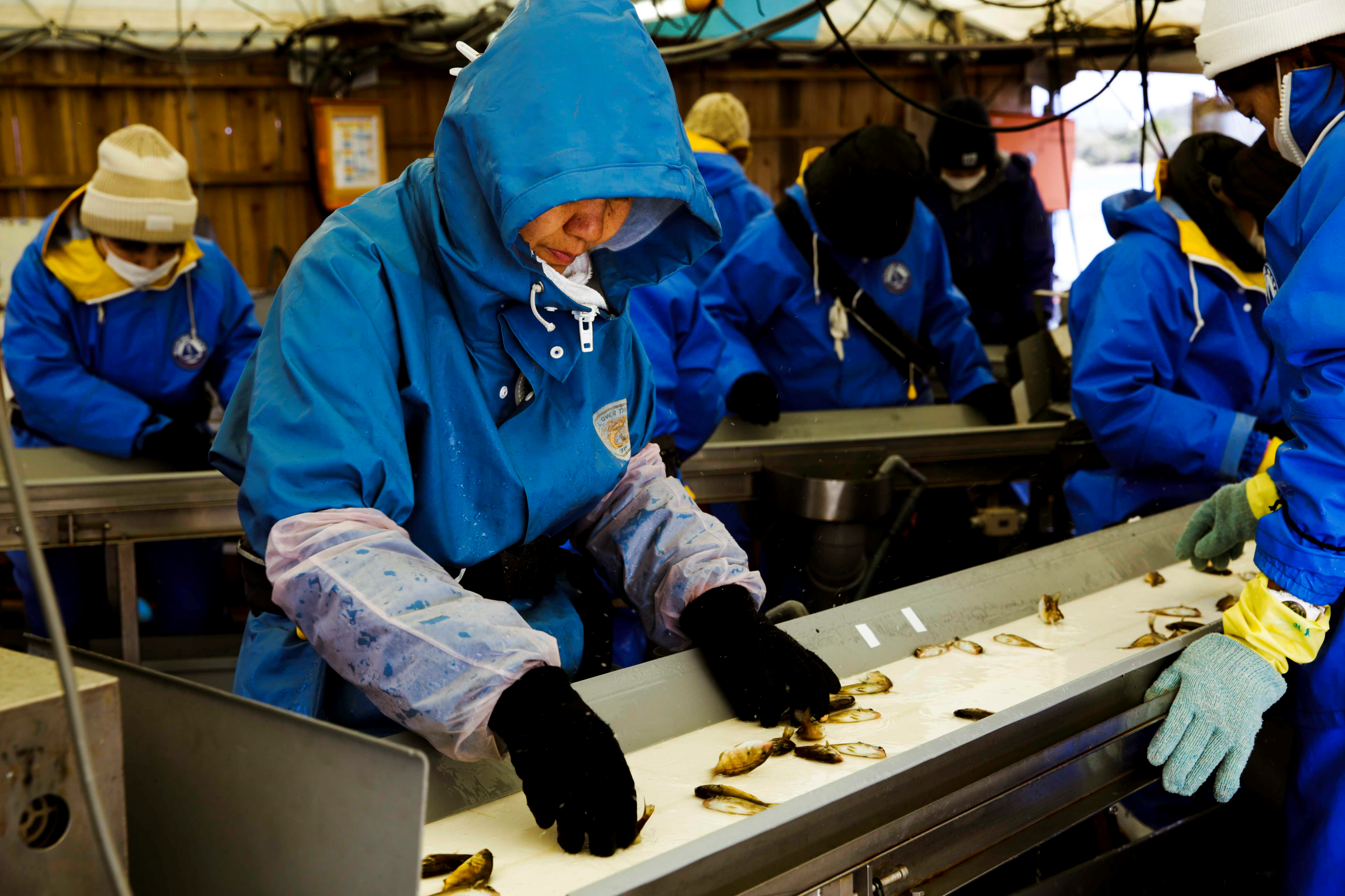 BBC News and BBC World: Fish farming in Japan adopts a new AI and IoT solution