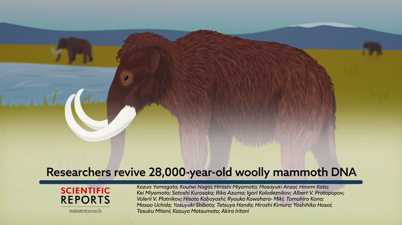 Signs of biological activities of 28,000-year-old mammoth nuclei