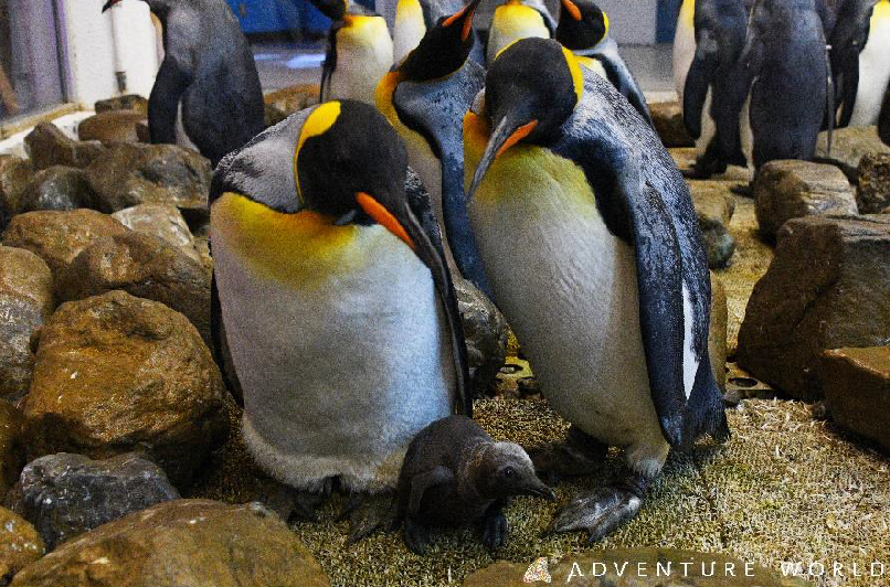 Successful artificial insemination leads to King Penguin chick (Source: The Japan News)