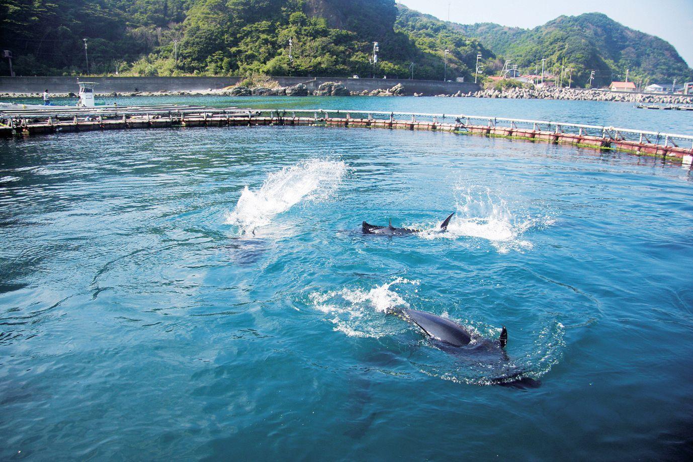 Can this university save bluefin tuna from extinction? (source: CNN BUSINESS)