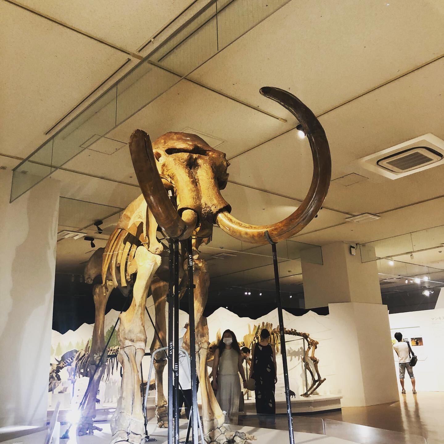 Special Exhibition "The Mammoth"