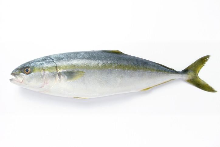 Calysta: Use of novel protein meal in yellowtail diets does not hinder growth performance (Source: feednavigator.com)