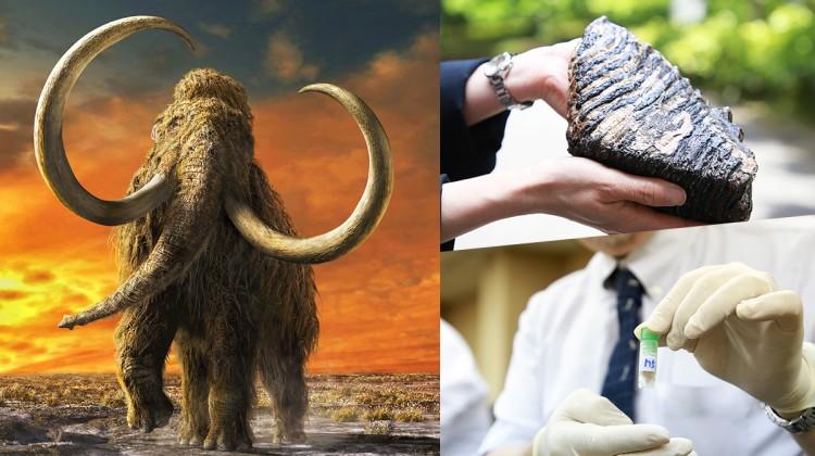 Scientists Are Trying to Revive Woolly Mammoths With CRISPR (Source: Interesting Engineering)