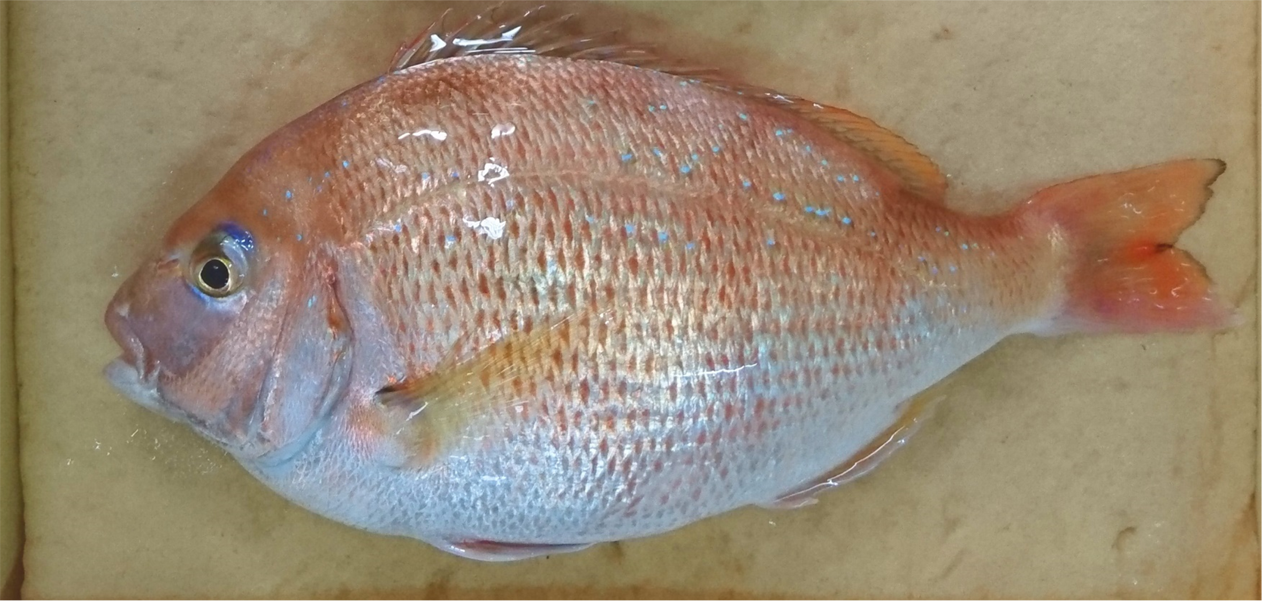 Fleshier sea bream due to genome editing hits the market (Source: The Asahi Shimbun)