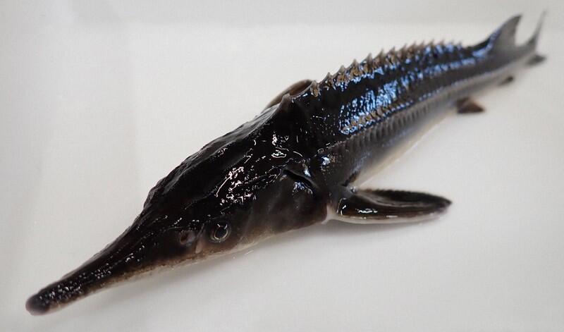 Japan researchers make sturgeon group 100% female, may lead to cheaper caviar (Source: The Mainichi)