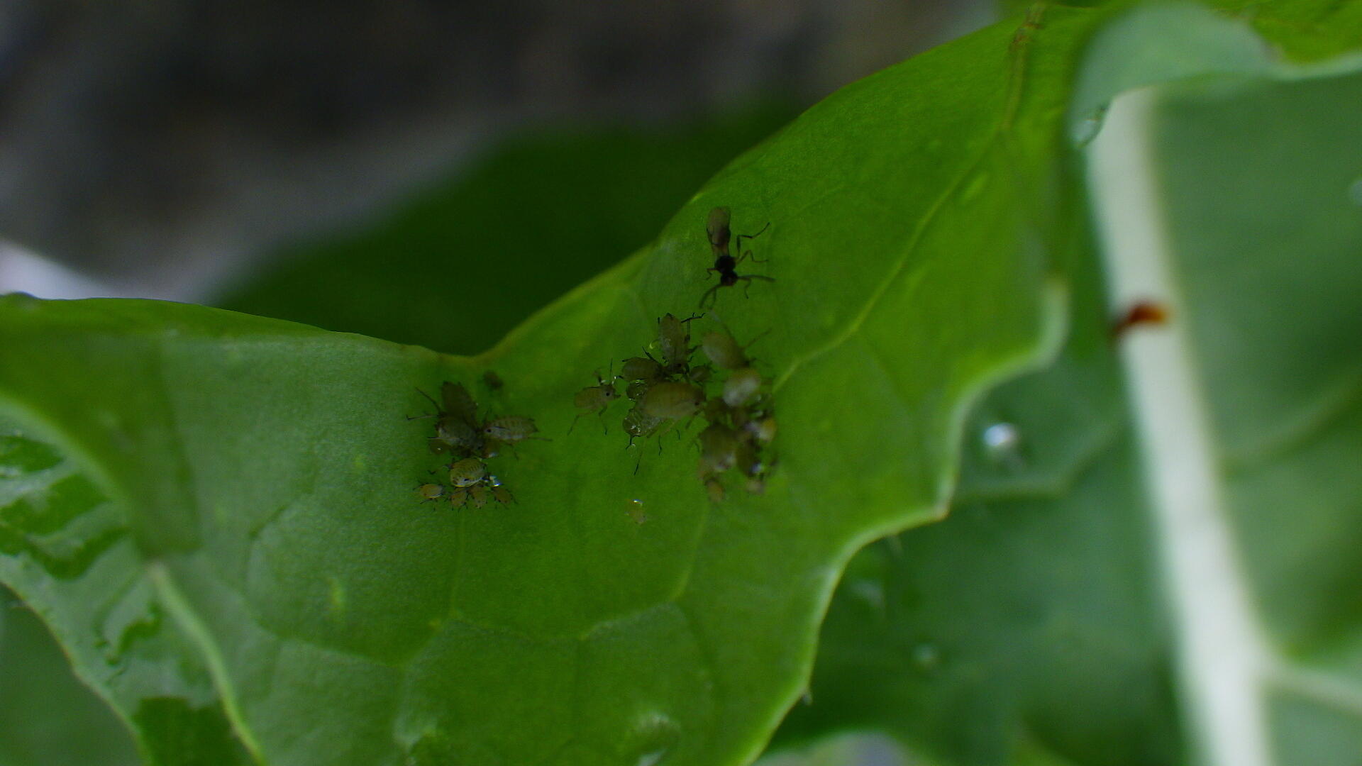 Spray Plants with Water, Find Out Which Insects Are on Them Using New DNA Method | The Japan News