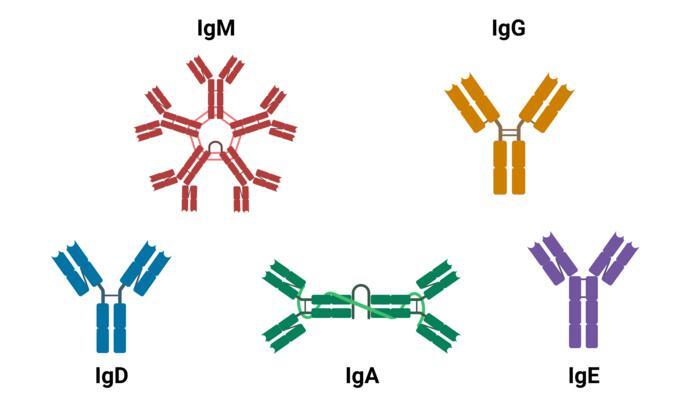 Kindai University investigate efficient delivery of anti-cancer drugs: Original antibodies effective | Science Japan