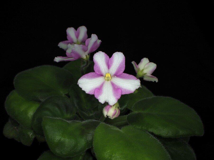 Scientists uncover gene linked to color variation in African violet flowers at Kindai University, Japan | SSBCrack News