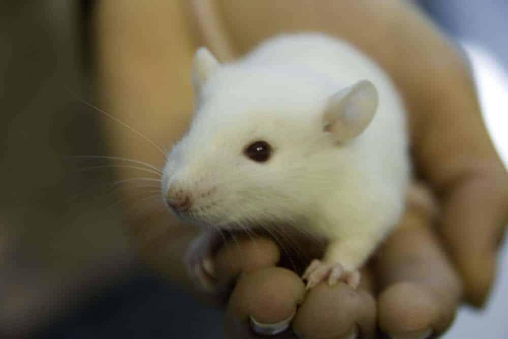 Simple Amino Acid Helps Calm The Alzheimer's Brain in Mice | ScienceBlog
