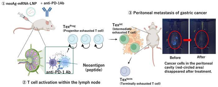 mRNA Cancer Vaccines: A New Hope for Personalized Treatment | ScienceBlog