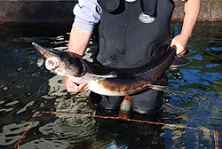 Sturgeon