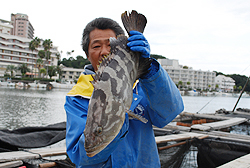 Kelp grouper farming