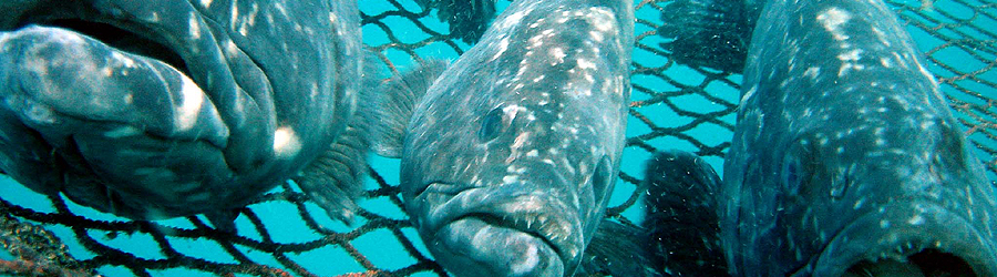 Kelp grouper farming