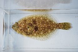halibut