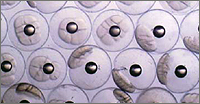 Fertilized eggs