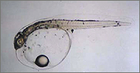 Hatched larva
