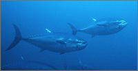 Adults
