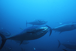 Completed-cycle culture to replenish depleted fish stocks