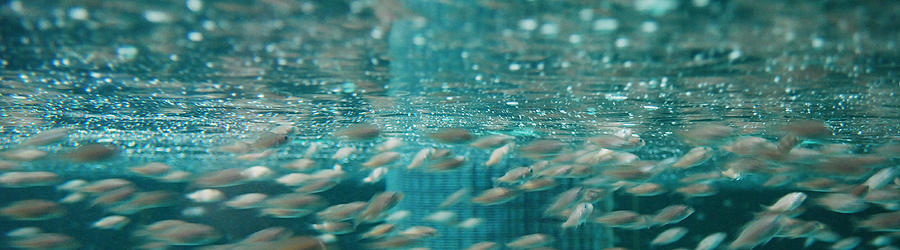 Aquaculture Technology and Production Center