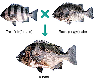 Hybridization