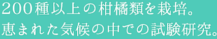 200種以上の柑橘類を栽培。恵まれた気候の中での試験研究。