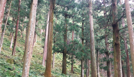 染料抽出後のコーヒー粕を培地基材にキノコ栽培廃棄されるはずのものを最後まで使い切る