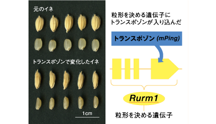 トランスポゾンmPingによるゲノム進化をイネの品種改良に利用する