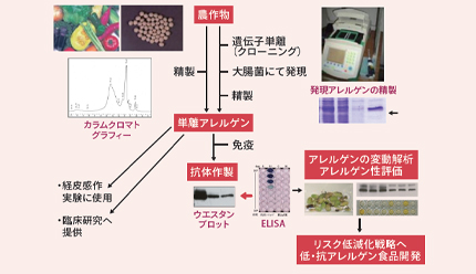 食物アレルギーの研究の流れ