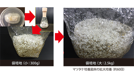 核磁気共鳴装置（NMR）にて分析中