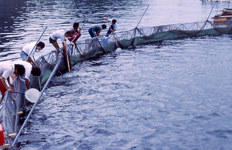 クロマグロ世界初採卵（1979年）