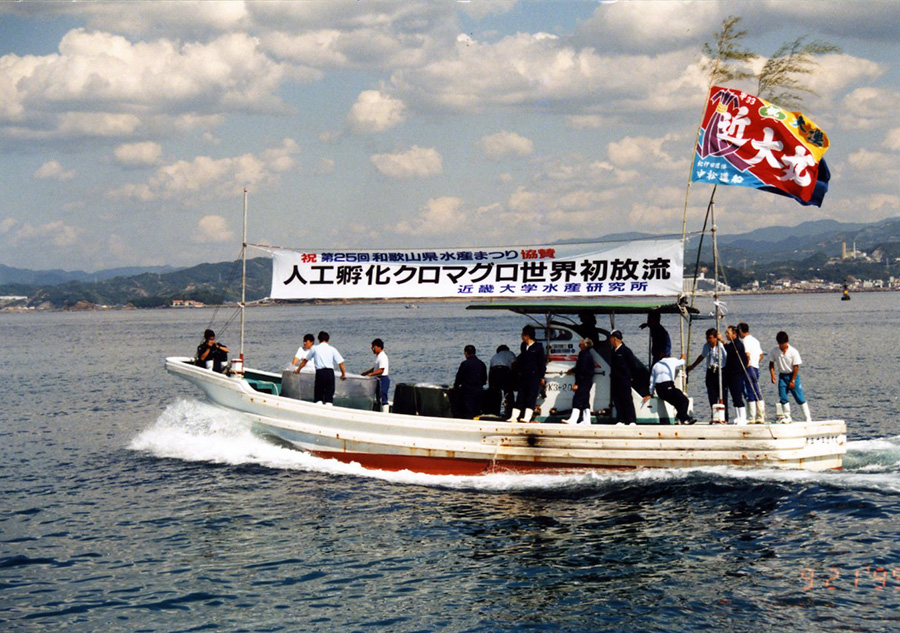 人工ふ化クロマグロの世界初放流。全長14cm、200尾（1995年）