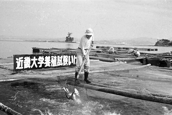 昭和30年代のハマチ養殖風景　写っているのは2代所長の原田輝雄 