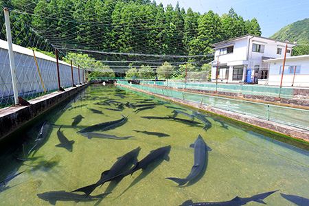 新宮実験場_飼育施設