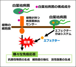 世界初！「白葉枯病菌」が増殖する仕組みを解明（近畿大学農学部）