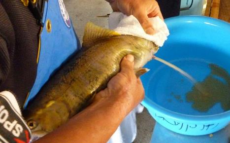 準絶滅危惧種サツキマスからの採卵を実施　資源保護と優良個体の安定的な生産に向けて