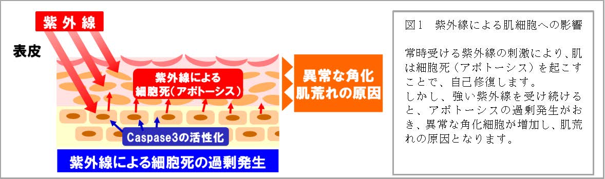 美肌効果の解明が進むアロエベラ液汁　紫外線ダメージから皮膚を守る効果を新発見