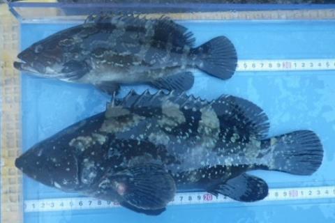 「魚類の完全養殖の高度化」シンポジウム開催　私立大学戦略的研究基盤形成支援事業プロジェクト