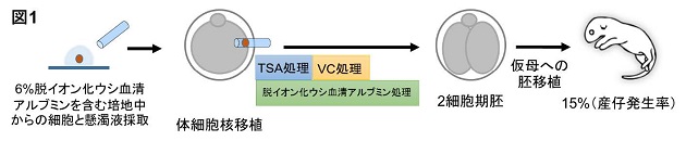 クローン動物の発生率の劇的な改善に成功　培養条件の改善のみで安定したクローンマウスの作出が可能に